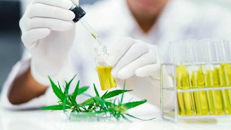 שמן CBD לילדים