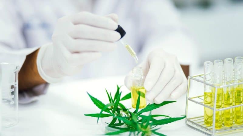 שמן CBD משמש כתרופה למחלות בילדים